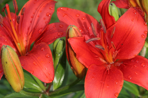 Red Day Lily