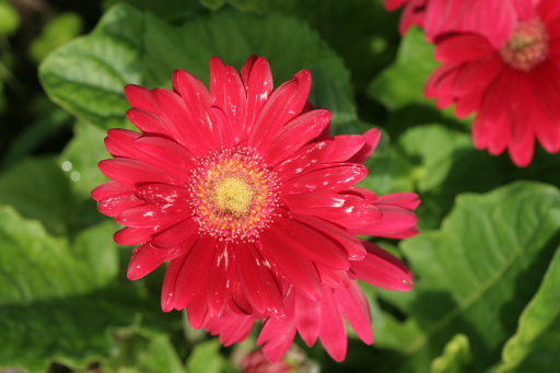 Pink Flowers